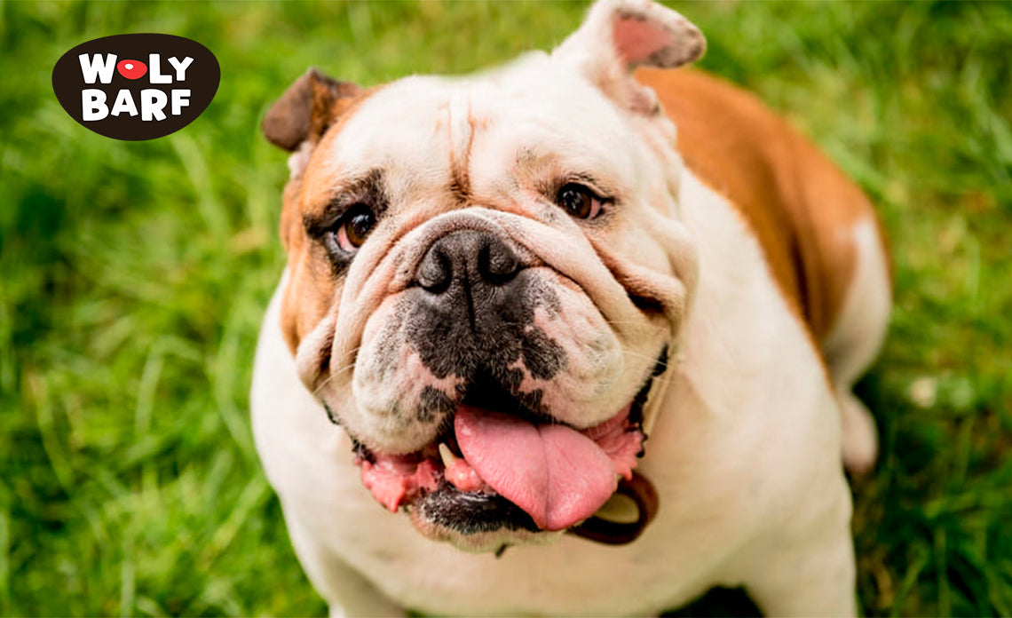 Guía completa par cuidar y alimentar a tu Bulldog Inglés
