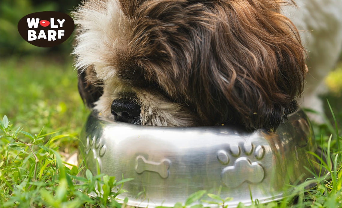 Mi perro come muy rápido, ¿Qué hago?