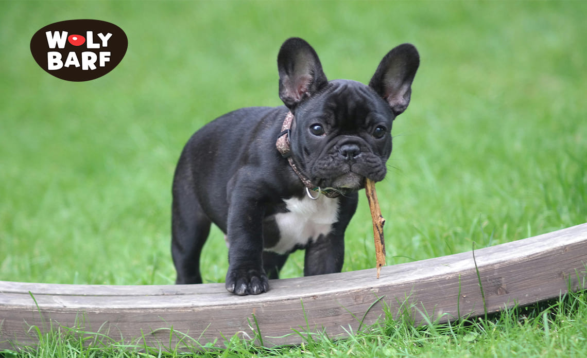 Guía para cuidar a tu primer cachorro: Todo lo que tienes que saber
