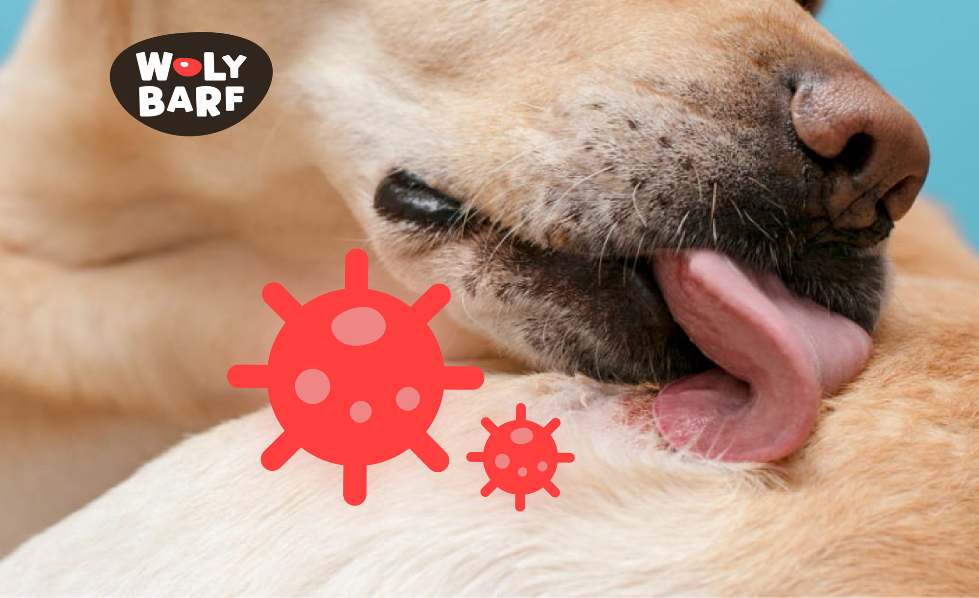 5 enfermedades de la piel en perros que debes conocer (y cómo prevenirlas)