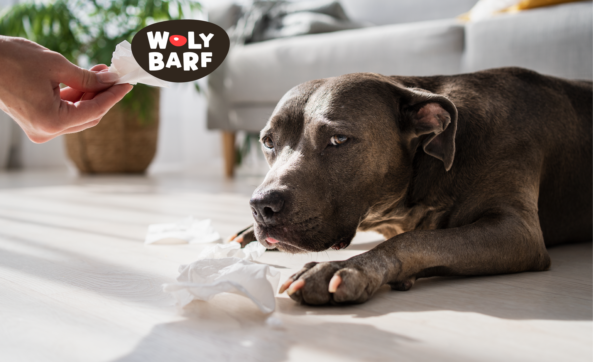 Conoce las señales para cambiar el alimento a tu engreído