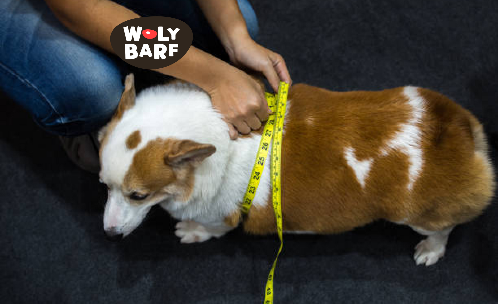 🐾 Causas y consecuencias de la obesidad en perros. ¿Cómo prevenirla?