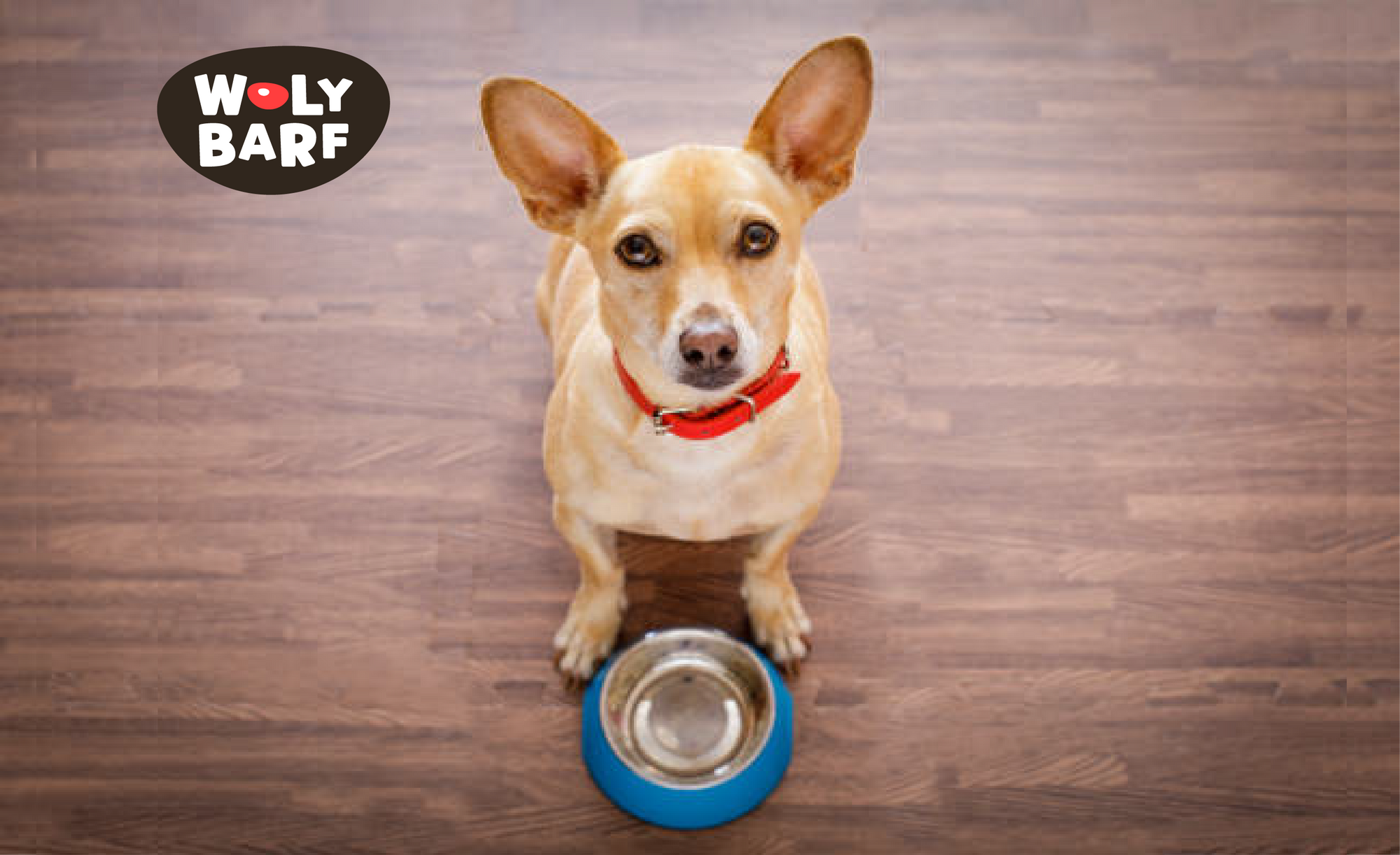 🐶 Todo lo que debes saber sobre los Chihuahua: alimentación y cuidados esenciales