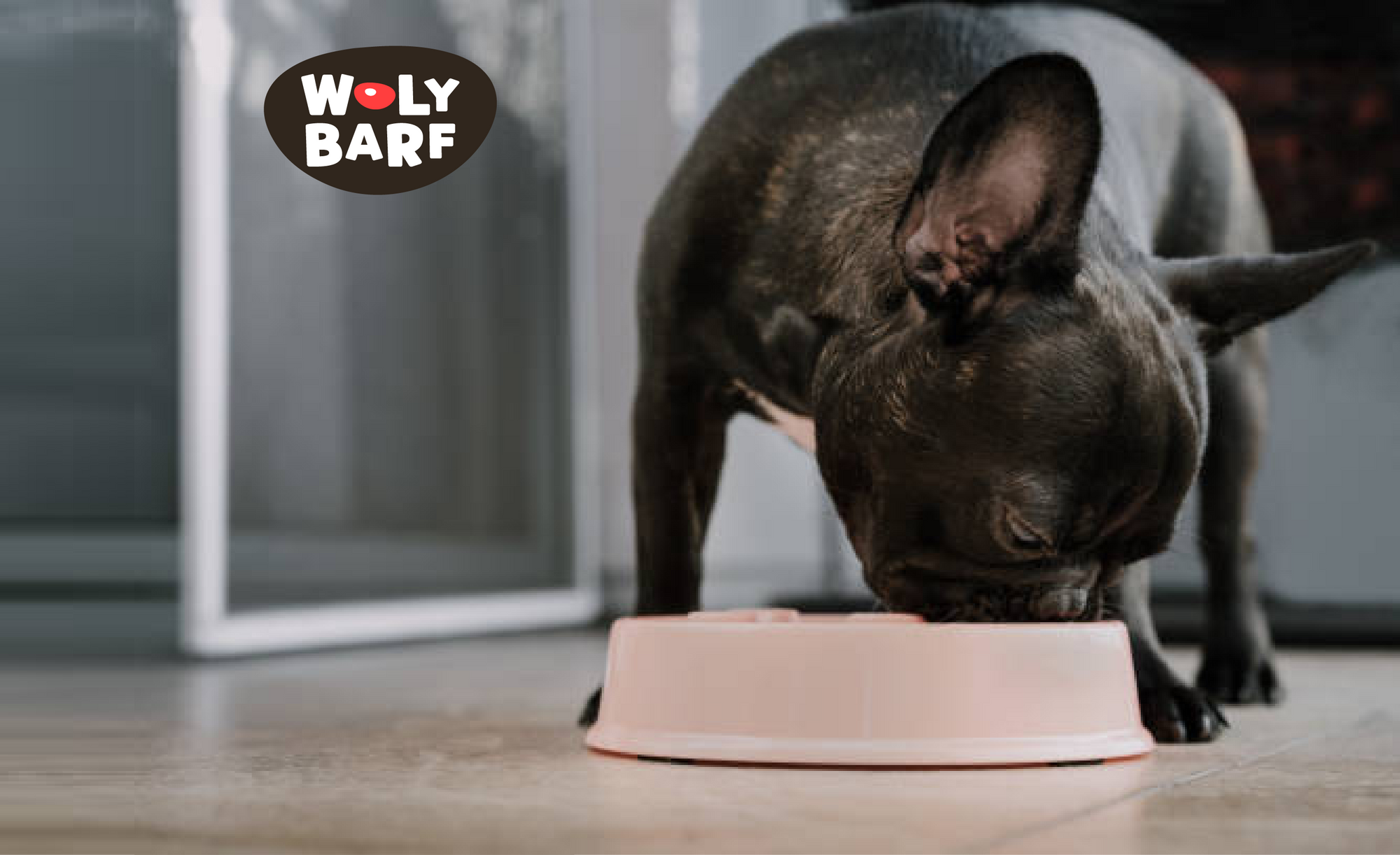 ¿Amas a tu bulldog francés? Aquí todo lo que tienes que saber sobre los Fenchies