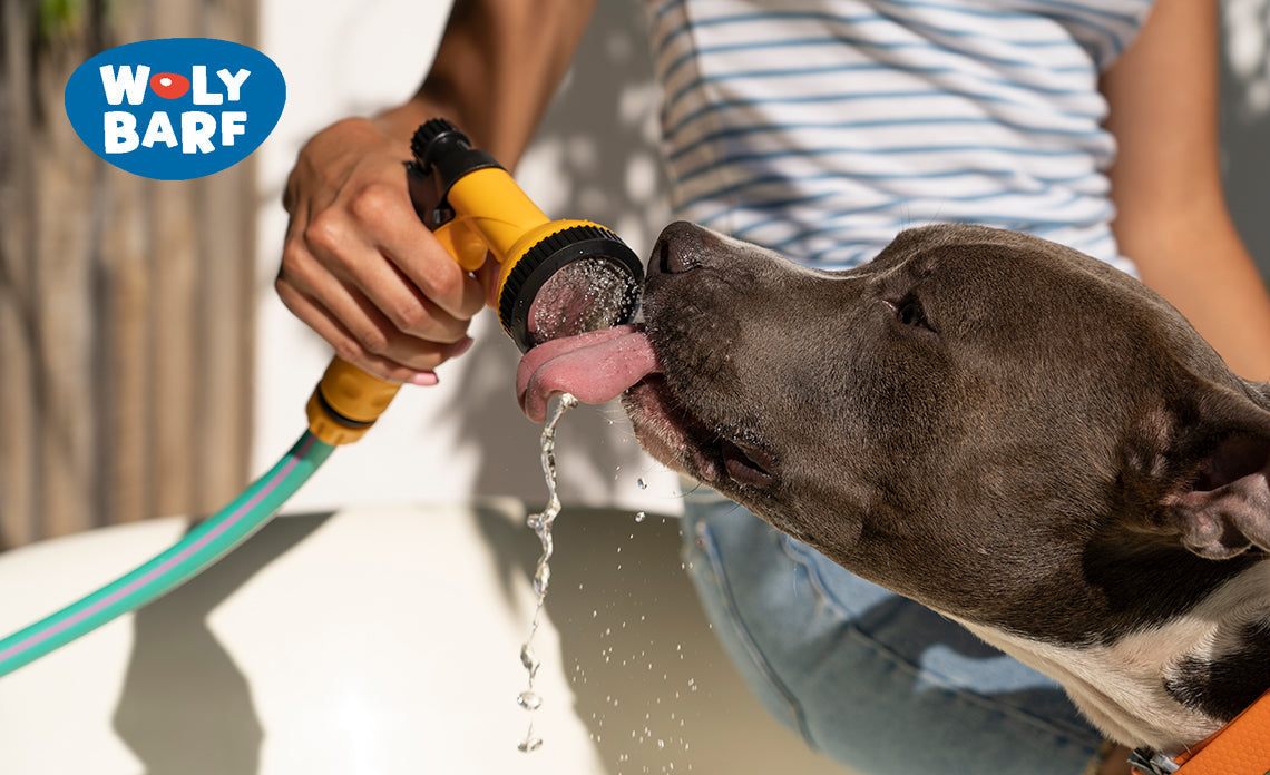 Golpes de calor en tus mascotas