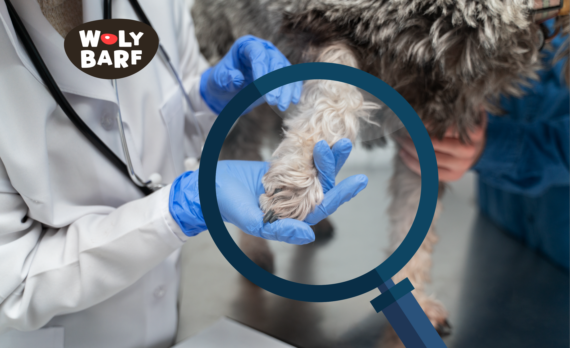 ¿Cómo identificar a qué es alérgico mi perro?