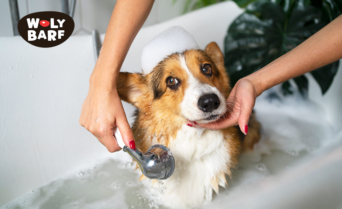 ¿Cuál es la importancia de bañar a mi perro?
