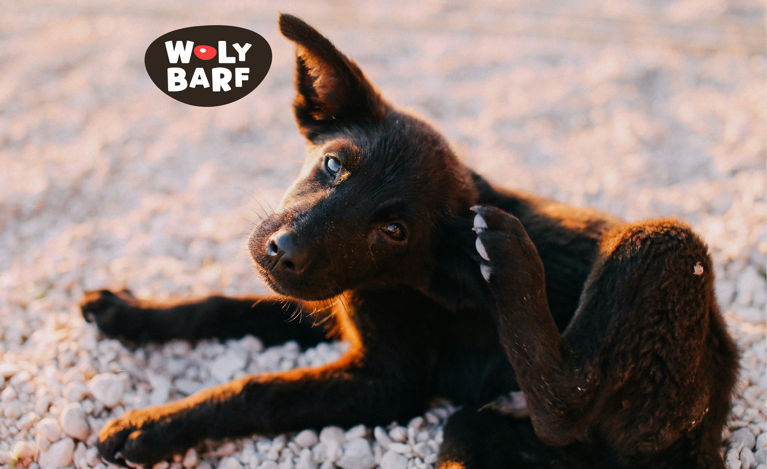🐾 ¿Mi perro tiene pulgas? Qué hacer para protegerlo y devolverle la tranquilidad