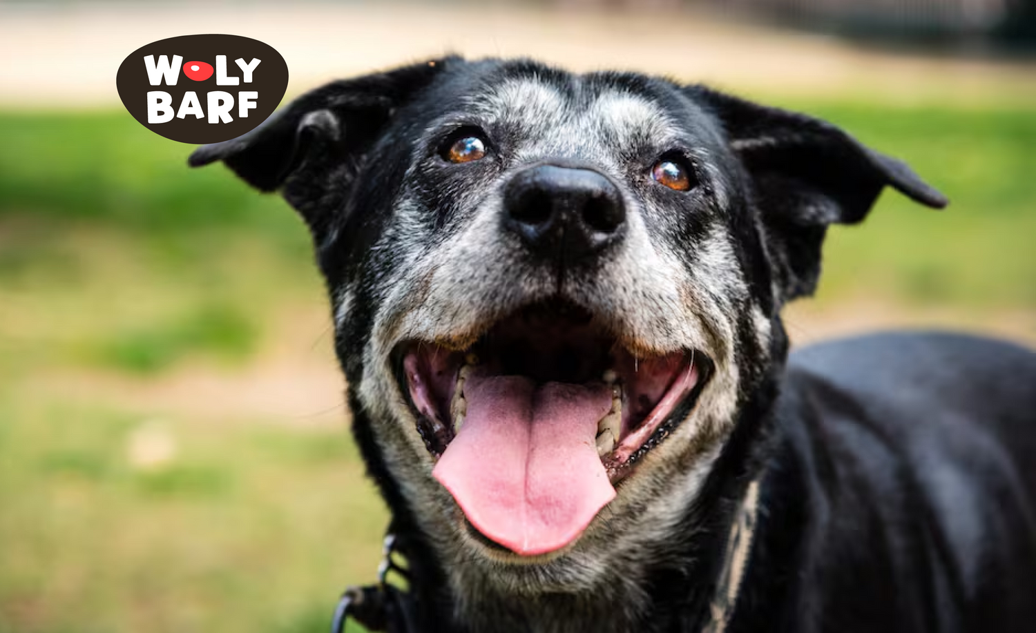 ¿Quieres más años junto a tu perro? Descubre cómo lograrlo con estos consejos