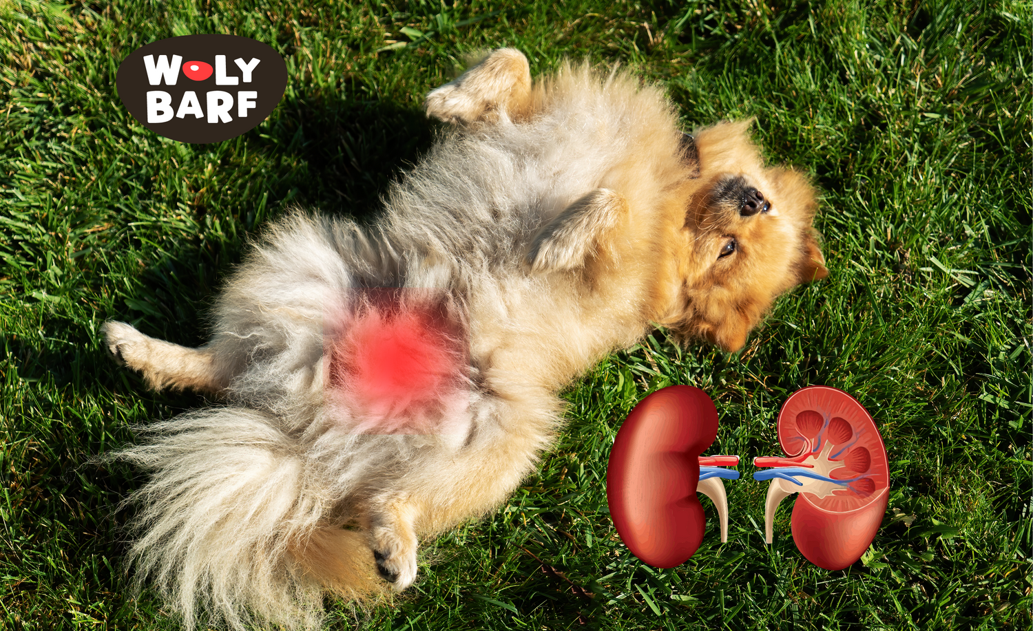 Insuficiencia renal en perros: síntomas y tratamiento