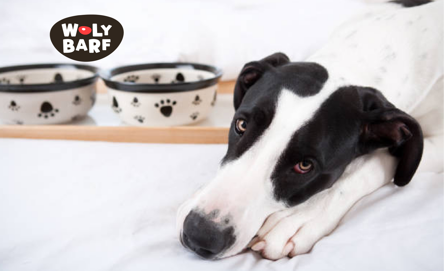 🐾 ¿Qué debo hacer si mi perro no quiere comer? ayuda!