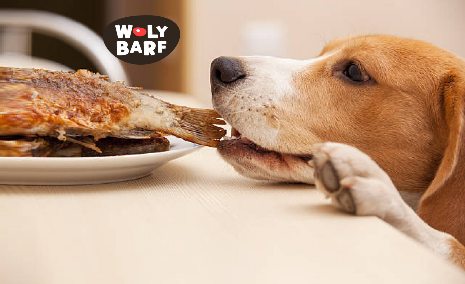 ¿Los perros pueden comer pescado? Beneficios, tipos y formas seguras de incluirlo en su dieta