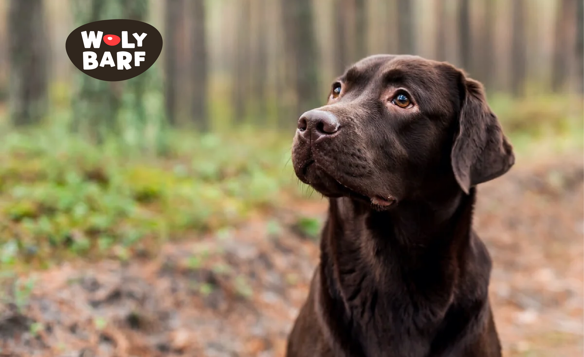 ¿Cuál es la mejor alimentación para un labrador retriever? 1🐾