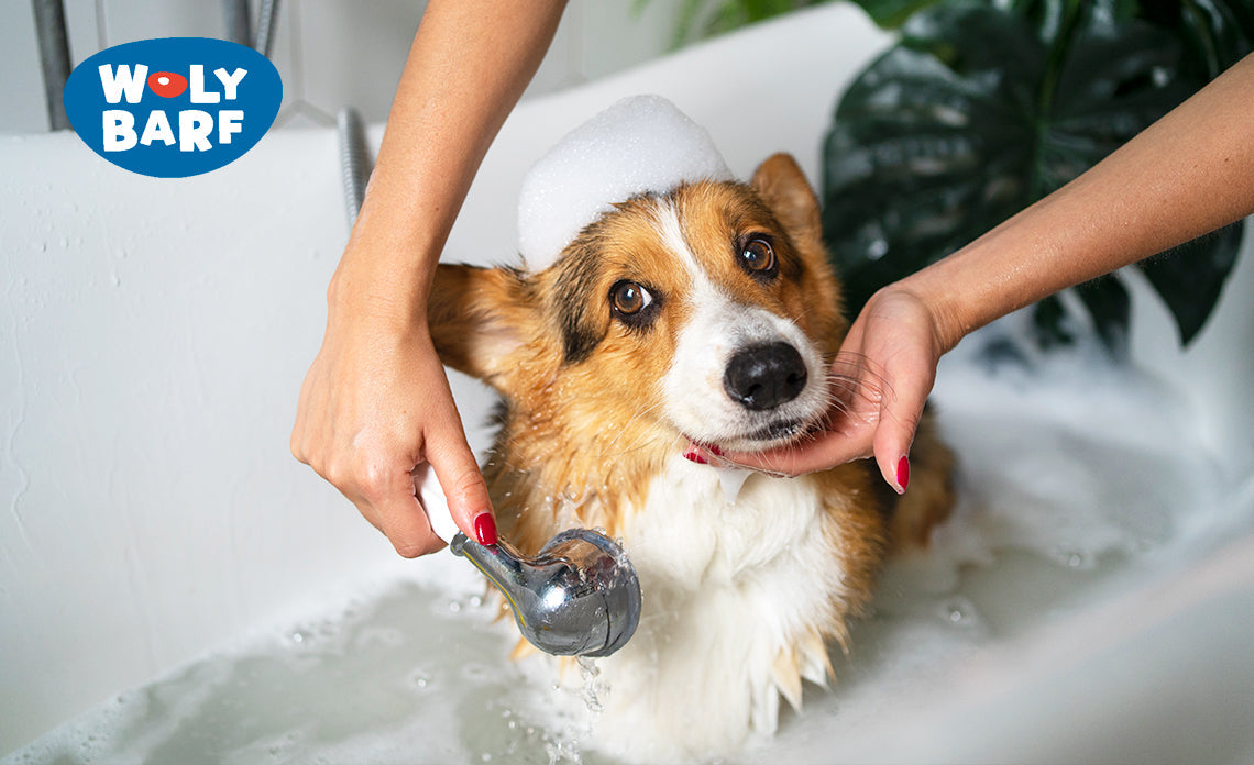¿Cuál es la importancia de bañar a mi perro?